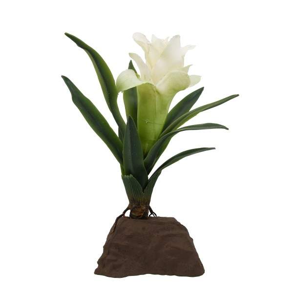 Preview: Bromelien